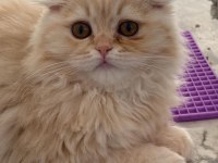Sakin iyi huylu aşıları tam 3 aylık yavru british longhair