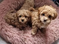 Sizi kendine aşık edecek bir maltipoo arkadaş arıyorsunuz