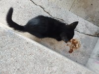 ACİL YUVA KEDİMİZE