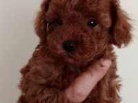 Poodle akademi