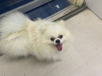 10 Aylık Erkek Pomeranian Boo Yeni Sahibini Arıyor