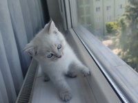 British Shorthair Yavru (Dişi)