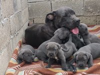 Cane Corso 6 erkek ve 4 dişi