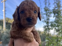 DARK/RED BROWN TOY POODLE YAVRULAR