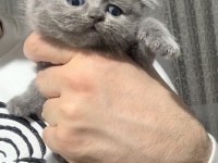 Evden Safkan Harika Scottish Fold Yavrular