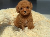 Ruhsatli Köpek Çiftliğinden Toy Poodle Yavrularımız