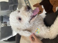 15 kg erkek kısır poodle büyük ork