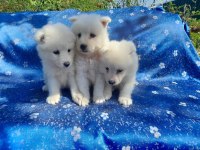 Samoyed yavrularımız iki aylık