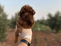 Sağlık ve ırk garantili toy poodle yavrularımız 