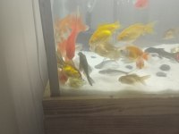 Toplu alımda indirim yaparım oranda koi teleskop