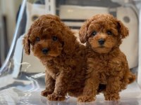 % 100 Orjinal Toy Poodle Yavruları