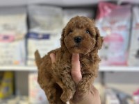 ORJİ̇NAL RED BROWN ORJİNAL KORE POODLE YAVRULAR