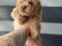 KORE KAN RED POODLE