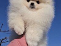 pomeranian boo yavrularımız