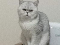 Canım british shorthair oğluma gelin arıyorum