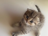 Hirakaramel british shorthair