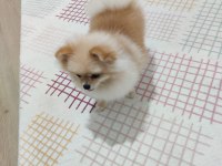 Pomeranian boo mini boy
