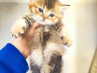 Scottish fold longhair kırık kulak