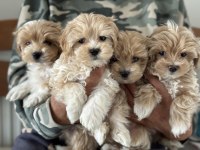 Petmode köpek çiftliğinden tea cup maltipoo yavrular