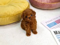 Mini boy xs ırk ve sağlık garantili kore poodle bebekler