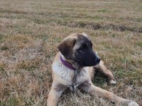 4.5 Aylık Bir Çift Kangal