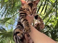 Show Class Erkek Bengal 