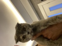 Scottish fold 1 yaşında
