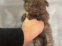 Dişi scottish fold