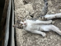 Kediye acil yuva ücretsiz