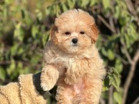 Muhteşem Güzellikte Maltipoo Bebeklerimiz Ciftliğimizden
