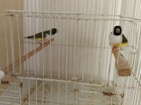 Golden Finch