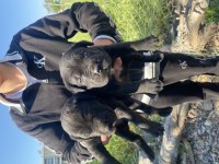 Cane corso sağlıklı yavrular