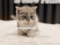 CÜCE KEDİ MUNCHİNN Bİ COLOUR