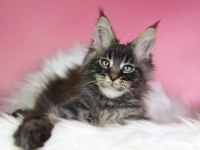 Üst Kaliteli Maine Coon Erkek Orman Rengi