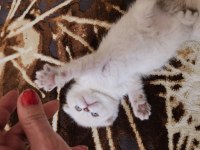 Scottish fold yavrularımın iddiasına bir bakın