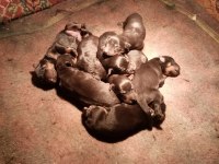 Rottweiler köpeği sahiplendirme