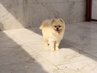 Ayı surat yetişkin pomeranian boo