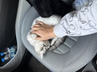 Sevimli tatlı oyun delisi british shorthair