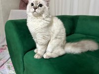 Yetişkin dişi kedilerim yeni yuvasını arıyor
