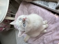 British shorthair full secereli babanın oğluşu