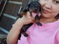 Şecereli Doberman Yavrularımız
