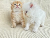 By22 Erkek yavru safkan british shorthair