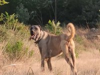 Dev Yavru 90 Üzerı Anadolu Çoban Köpeği