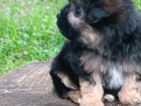Morkie erkek