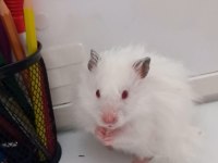 Hamster Coco Yeni Yuvasını Arıyor (eşyalarıyla birlikte)