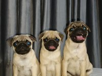Orjinal pug yavru köpeklerimiz