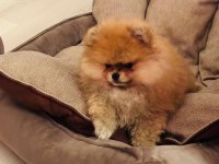 Pomeranian spitz