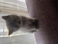 Orjinal ırkta, nadir bulunan bir cins british longhair