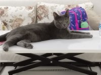 Russian blue kedimizi tamamen ücretsiz sahiplendireceğiz