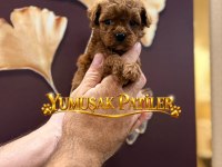 SEVİMLİ IRK TOY POODLE
